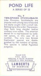 1964 Lamberts of Norwich Pond Life #9 Ten-Spined Stickleback Back