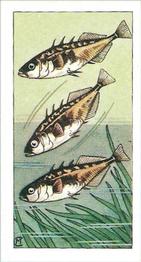 1964 Lamberts of Norwich Pond Life #10 Three-Spined Stickleback Front