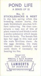 1964 Lamberts of Norwich Pond Life #11 Sticklebacks & Nest Back
