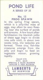 1964 Lamberts of Norwich Pond Life #13 Frog Spawn Back