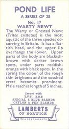 1964 Lamberts of Norwich Pond Life #17 Warty Newt Back