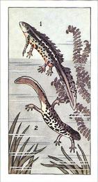 1964 Lamberts of Norwich Pond Life #17 Warty Newt Front