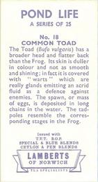 1964 Lamberts of Norwich Pond Life #18 Common Toad Back
