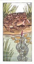 1964 Lamberts of Norwich Pond Life #18 Common Toad Front