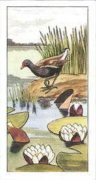 1964 Lamberts of Norwich Pond Life #22 Moor-Hen Front