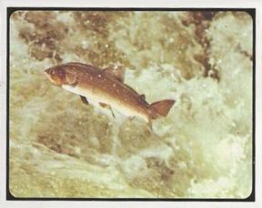 1978 Sanitarium Health Foods Wonderful Ways of Nature #5 The Salmon Front