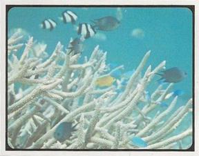 1978 Sanitarium Health Foods Wonderful Ways of Nature #6 The Magical Coral Reef Front