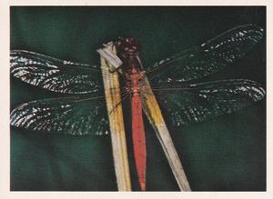 1981 Weet-Bix Backyard Wildlife #15 Dragonflies Front