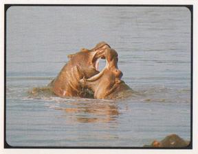 1983 Sanitarium Health Foods The Many-Stranded Web of Nature #19 Hippopotamus at Queen Elizabeth Park, Uganda Front