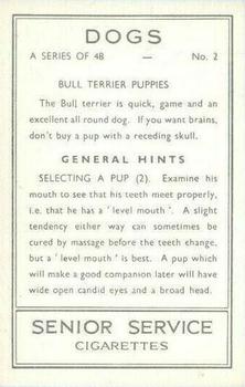 1939 Senior Service Dogs #2 Bull Terrier Puppies Back