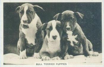 1939 Senior Service Dogs #2 Bull Terrier Puppies Front