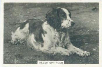 1939 Senior Service Dogs #3 Welsh Springer Front