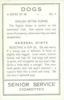 1939 Senior Service Dogs #4 English Setter Puppies Back