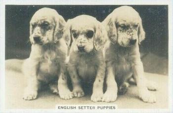 1939 Senior Service Dogs #4 English Setter Puppies Front