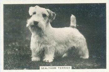 1939 Senior Service Dogs #5 Sealyham Terrier Front