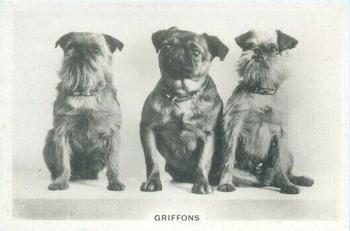 1939 Senior Service Dogs #7 Griffons Front
