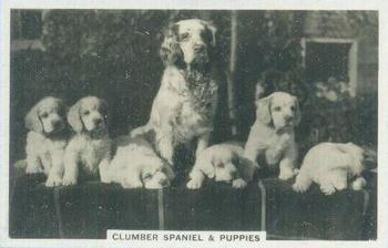 1939 Senior Service Dogs #8 Clumber Spaniel and Puppies Front