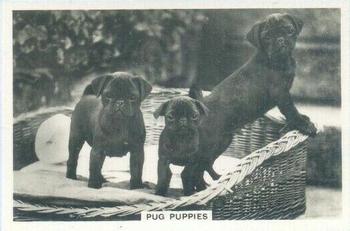 1939 Senior Service Dogs #10 Pug Puppies Front