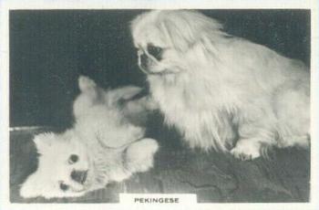 1939 Senior Service Dogs #12 Pekingese Front