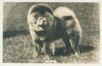 1939 Senior Service Dogs #13 Chow Front