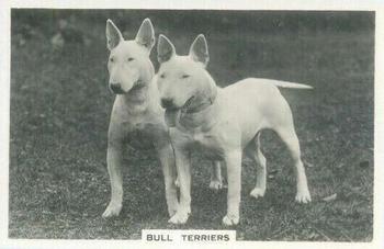 1939 Senior Service Dogs #15 Bull Terriers Front