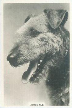 1939 Senior Service Dogs #17 Airedale Front