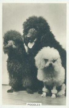 1939 Senior Service Dogs #18 Poodles Front