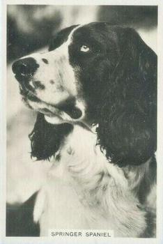 1939 Senior Service Dogs #21 Springer Spaniel Front