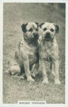 1939 Senior Service Dogs #22 Border Terriers Front