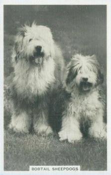 1939 Senior Service Dogs #23 Bobtail Sheepdogs Front