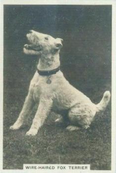 1939 Senior Service Dogs #25 Wire-Haired Fox Terrier Front