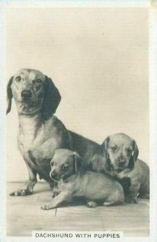 1939 Senior Service Dogs #26 Dachshund With Puppies Front
