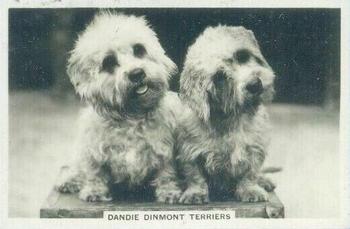 1939 Senior Service Dogs #28 Dandie Dinmont Terriers Front