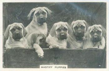 1939 Senior Service Dogs #33 Mastiff Puppies Front