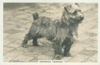 1939 Senior Service Dogs #34 Norwich Terrier Front