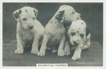 1939 Senior Service Dogs #35 Dalmatian Puppies Front
