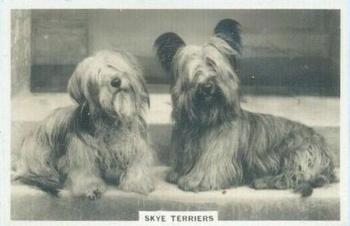 1939 Senior Service Dogs #36 Skye Terriers Front