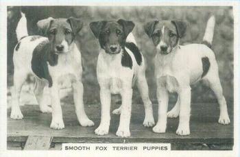 1939 Senior Service Dogs #37 Smooth Fox Terrier Puppies Front