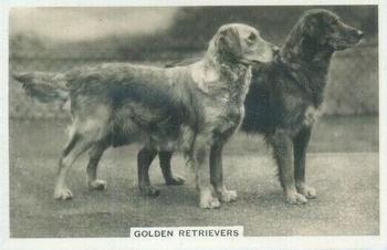 1939 Senior Service Dogs #38 Golden Retrievers Front