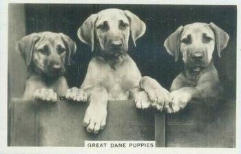 1939 Senior Service Dogs #39 Great Dane Puppies Front