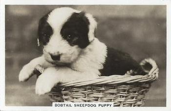 1939 Senior Service Dogs #43 Bobtail Sheepdog Puppy Front