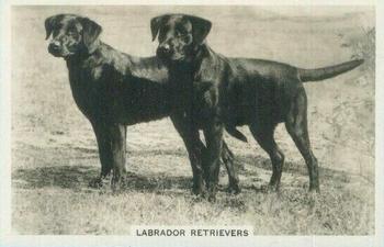 1939 Senior Service Dogs #44 Labrador Retrievers Front