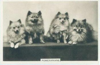 1939 Senior Service Dogs #46 Pomeranians Front
