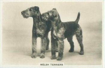 1939 Senior Service Dogs #47 Welsh Terriers Front