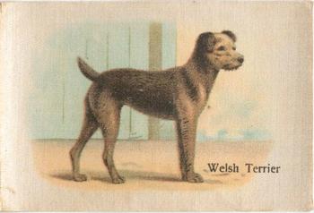 1913 British American Tobacco Best Dogs of their Breed #38 Welsh Terrier Front
