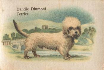 1913 British American Tobacco Best Dogs of their Breed #41 Dandie Dinmont Terrier Front
