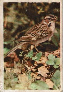 1957 Parkhurst Canadian Birds (V339-20) #28 Lark Sparrow Front