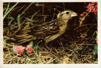 1957 Parkhurst Canadian Birds (V339-20) #34 Bobolink Front