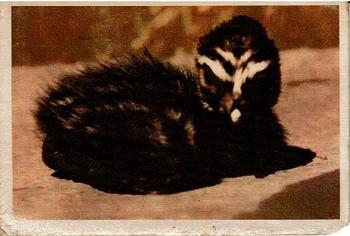 1957 Parkhurst Canadian Birds (V339-20) #39 Pied-billed Grebe Front