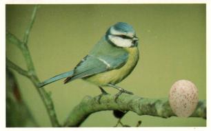 1996 Emerald Collectables Birds and their Eggs #1 Blue Tit Front